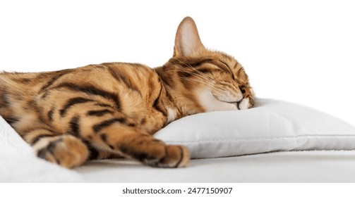 深度解析玖博体育的市场定位与发展策略